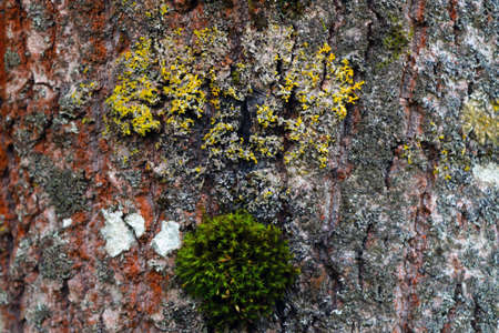 Moss grows on the trunk of an old tree, backgroundの写真素材