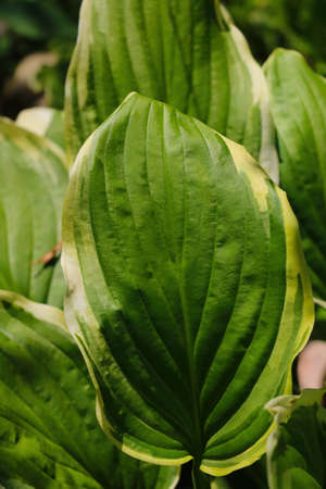 Green young leaves of tropical plants. Backgroundの写真素材