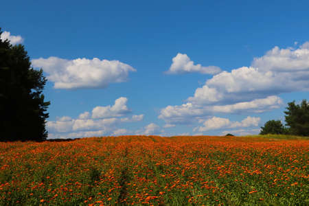 Blooming field of calendula on a sunny summer dayの写真素材