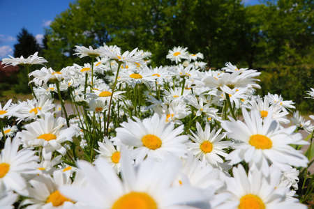 Beautiful blooming chamomile on a sunny summer dayの写真素材