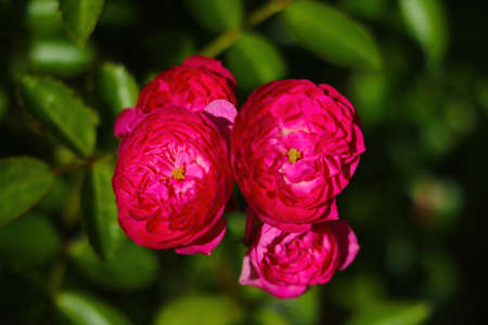 Bright dark fragrant rosebuds bloom in springの写真素材