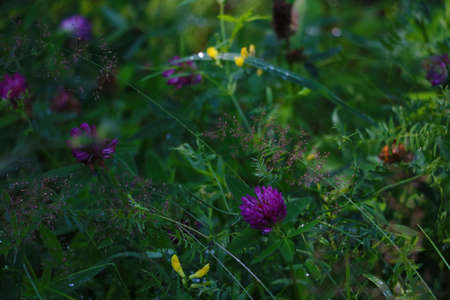 Blooming stable and green grass after the rainの写真素材