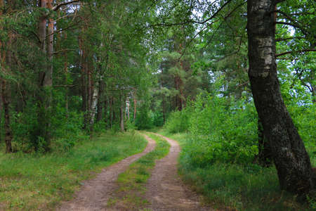 Small forest scenic road on a spring dayの写真素材