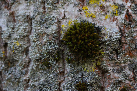 View of the trunk of a large tree with mossの写真素材