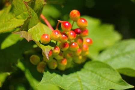 Bunches of mountain ash in the park in summer on a sunny dayの写真素材