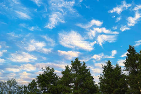 Green branches of spruce against the blue skyの写真素材
