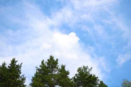 Green branches of spruce against the blue skyの写真素材