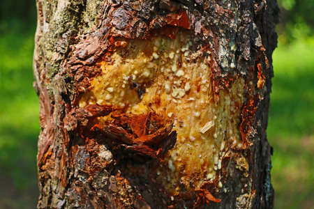 A close-up of the resin flowing down on the spruceの写真素材