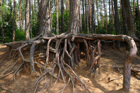 View of the large roots of the spruceの写真素材