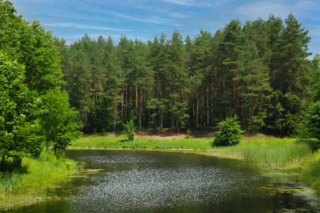 View of the river along the green forest on a sunny dayの写真素材
