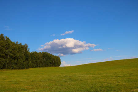 View of the green meadow and forest on a sunny spring dayの写真素材