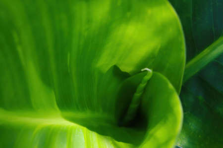 Beautiful bright green background from the leaves of tropical plantsの写真素材