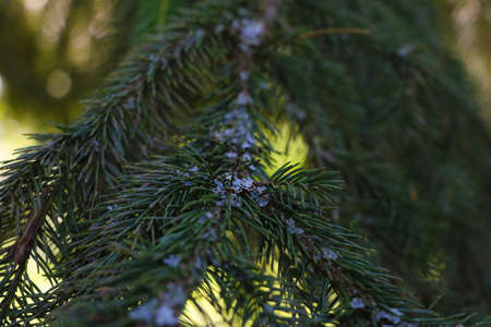 Green spruce branch with moss. Selective focusの写真素材