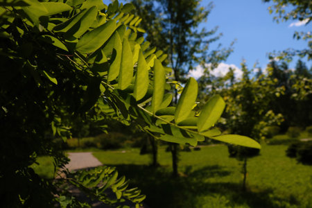 Green branch of a tree in the gardenの写真素材