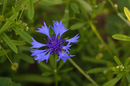 View of a blue flowering cornflower in springの写真素材