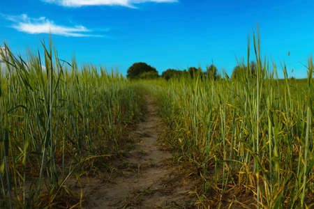 Green field of wheat or barley. Rural landscapeの写真素材