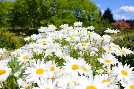 Beautiful blooming chamomile on a sunny spring dayの写真素材