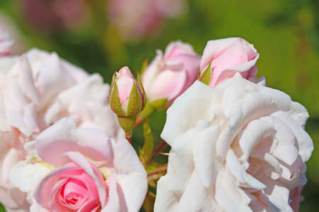 Blooming buds of a light rose in the park in springの写真素材