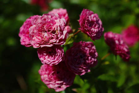 Blooming roses in the garden in springの写真素材