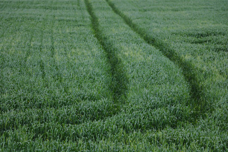 Green field of wheat or barley. Rural landscapeの写真素材