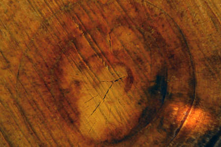 A beautiful dark brown cut of a tree. Backgroundの写真素材