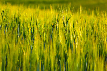 Beautiful young green field in the countryside, backgroundの写真素材