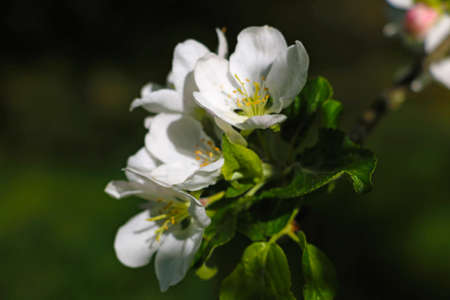 Blooming branch of apple or pear tree in the garden in springの写真素材