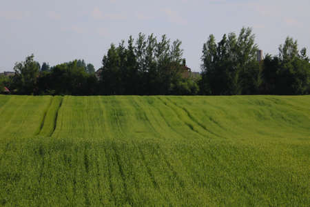 Green young wheat field in spring on a sunny day in the countrysideの写真素材