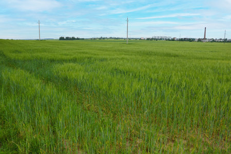 Green young wheat field in spring on a sunny day in the countrysideの写真素材
