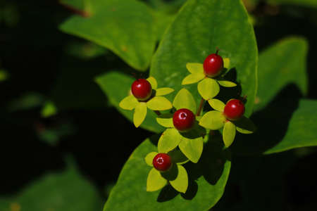 View of the red fruits of a green plant in the forestの写真素材