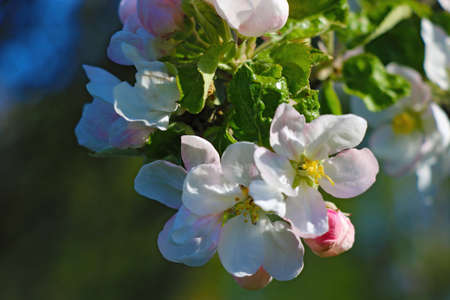 Blooming branch of apple tree in the garden in springの写真素材