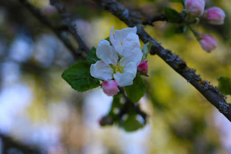 Beautiful flowering branch of apple or pear in the spring gardenの写真素材