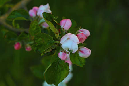 Blooming branch of apple tree in the garden in springの写真素材