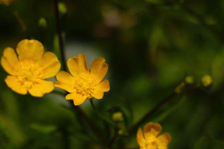 Yellow blooming buttercup in spring in the parkの写真素材