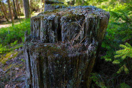 Old tree stump covered with moss in the forest