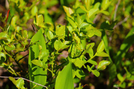 Young green plants in the spring forestの写真素材