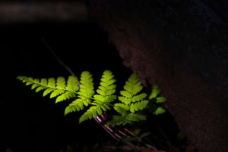 A branch of a young green fern in the forestの写真素材