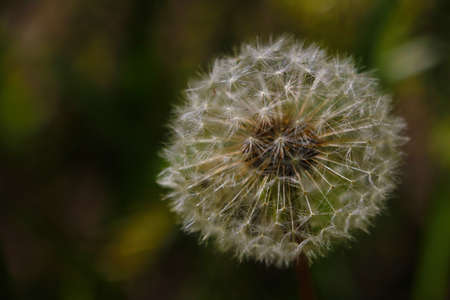 Dandelion flower close up on a sunny summer dayの写真素材