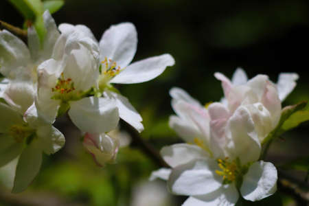 A branch of a blossoming apple tree in the spring gardenの写真素材
