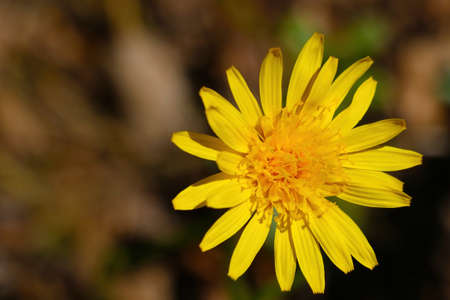 Dandelion flower close up on a sunny summer dayの写真素材