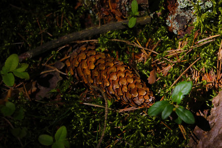 A pine cone lies on a green mossの写真素材