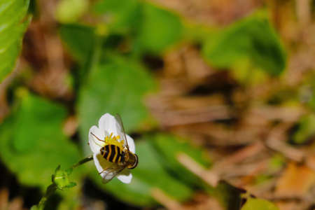 Blooming young strawberry in the spring forestの写真素材