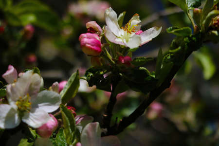 A branch of a blossoming apple tree in the spring gardenの写真素材