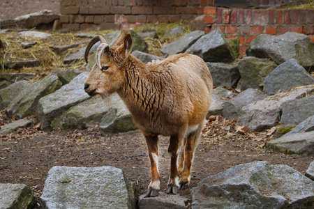Close-up of an adult ibex with long hornsの写真素材