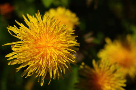 Yellow blooming dandelion flower in the meadowの写真素材