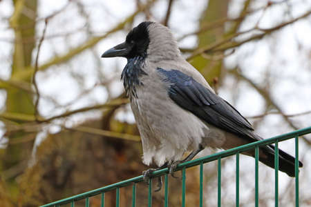 The raven is sitting on the fenceの写真素材