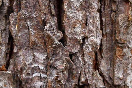 View of the texture of the bark of the tree, background
