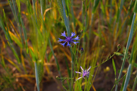 Beautiful blue blooming cornflower flower in spring in the meadowの写真素材