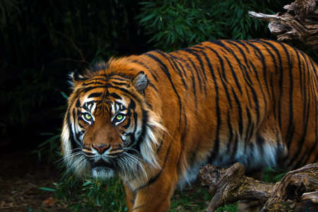 Close up of an adult large tigerの写真素材