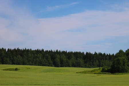 View of a young green field against a background of forest and blue skyの写真素材